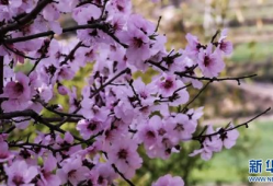 桃花视频,桃花视频带你领略浪漫时光